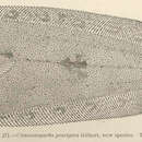 Chascanopsetta prorigera Gilbert 1905 resmi