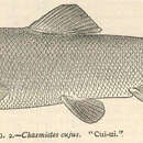 صورة Chasmistes cujus Cope 1883