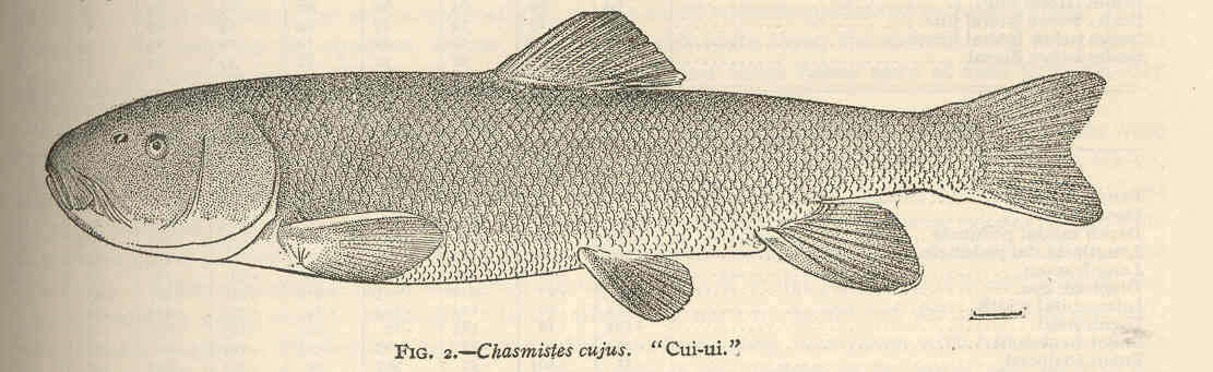 Image of Chasmistes