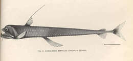 Image of dragonfishes