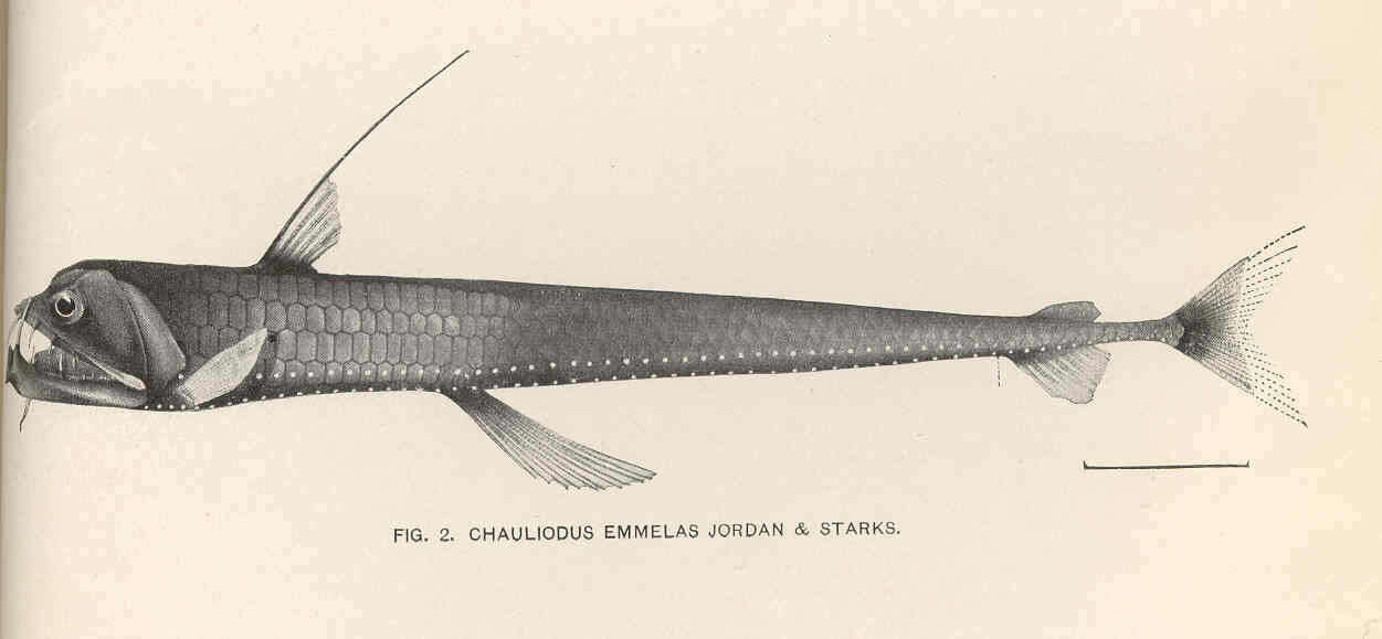 Image of dragonfishes