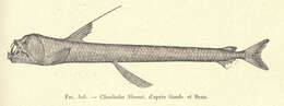 Image of viperfish