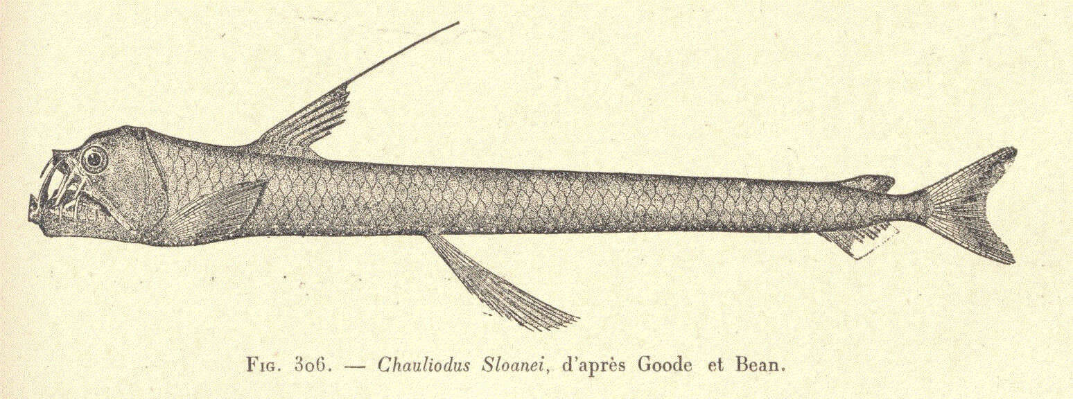 Plancia ëd Chauliodus