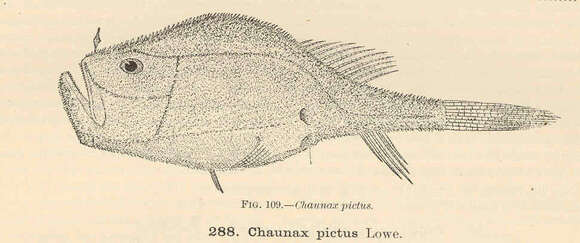 Image of Chaunax