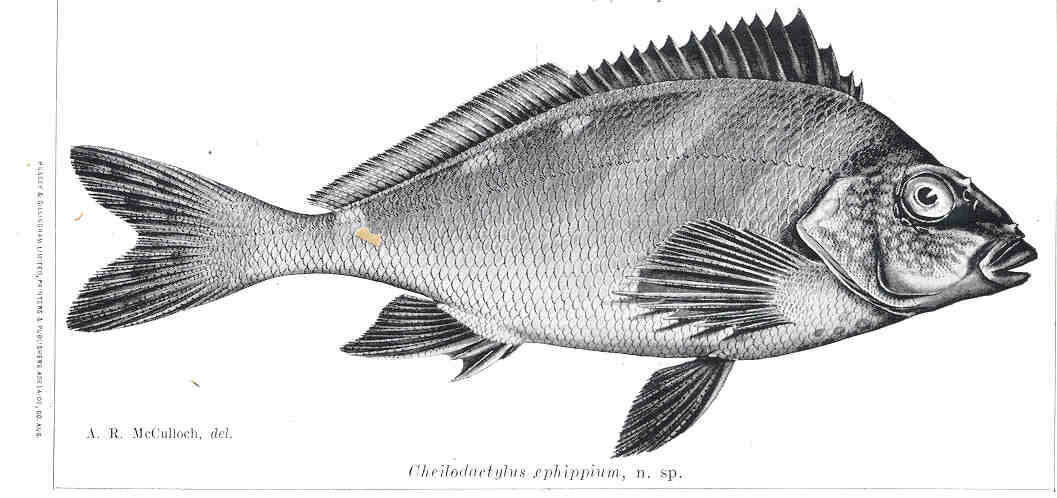 Image of Cheilodactylus