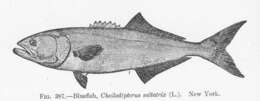 Image of Cheilodipterus