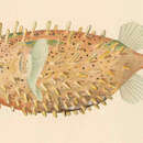 Image of Bridled Burrfish
