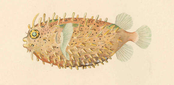 Image of Burrfishes