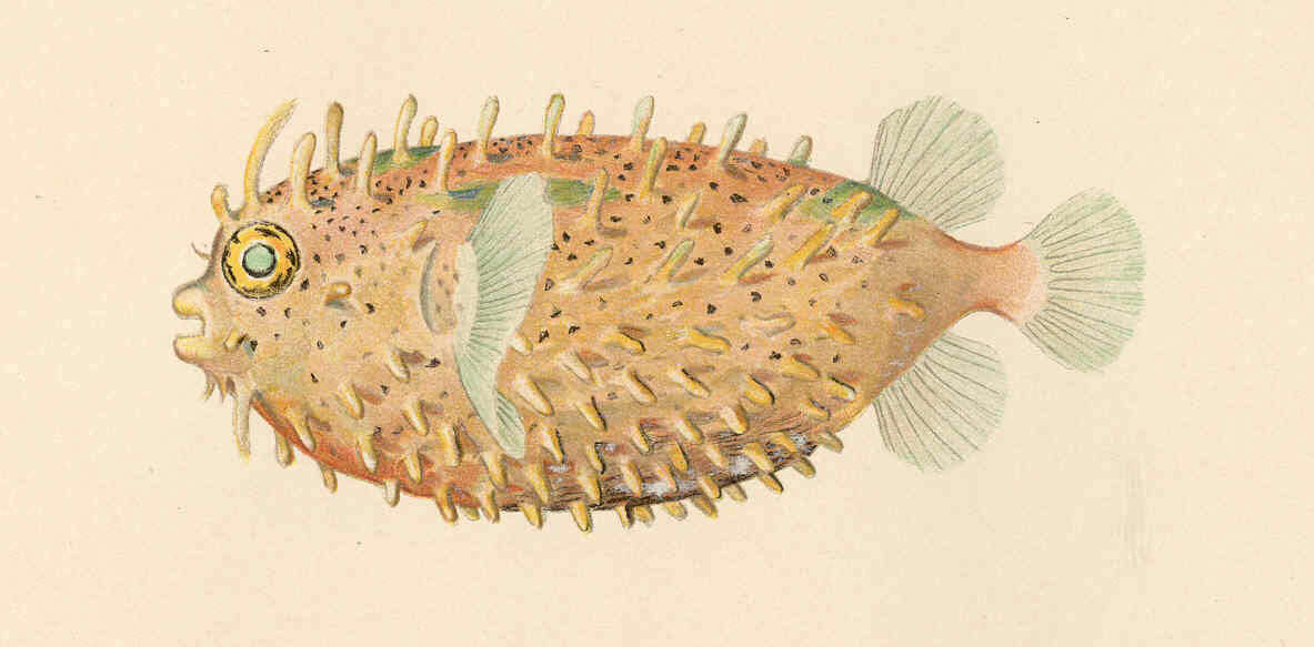 Image of Chilomycterus