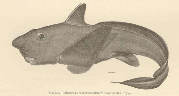 Image of Subterbranchialia