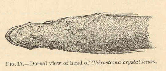 Sivun Chirostoma kuva