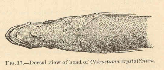 Image of Chirostoma