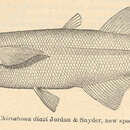 Image of Chirostoma sphyraena Boulenger 1900