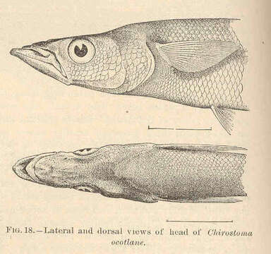 Image of Chirostoma