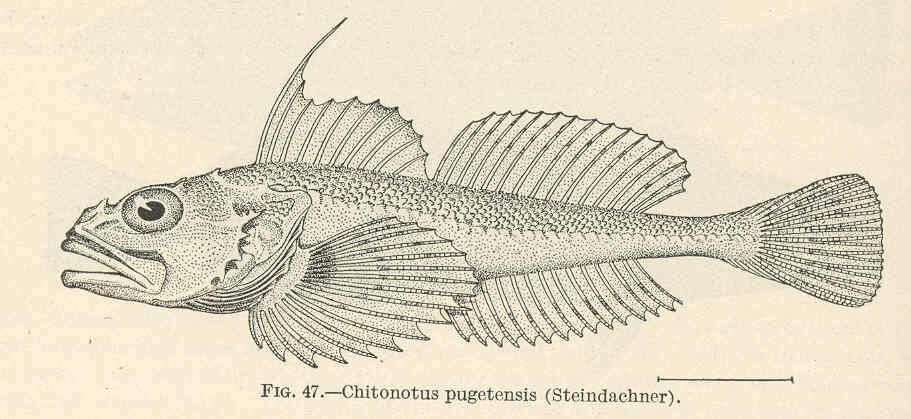 Image of Chitonotus