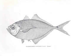 صورة Chloroscombrus