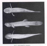 Image of Percopsiformes