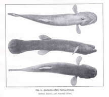 Image of Percopsiformes