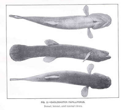 Image of Forbesichthys