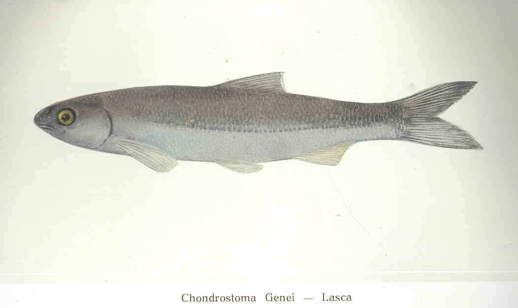 صورة Protochondrostoma