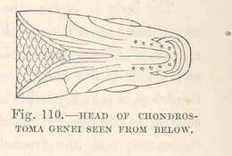 Image of Protochondrostoma