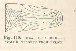 Image de Protochondrostoma