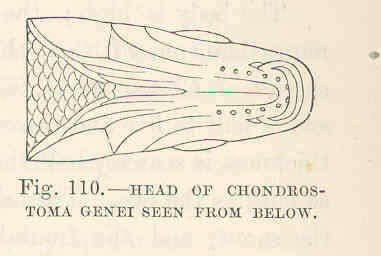 Image of Protochondrostoma