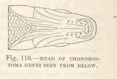 صورة Protochondrostoma