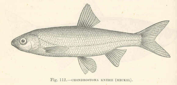 Sivun Chondrostoma kuva