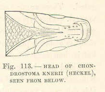 Image de Chondrostoma