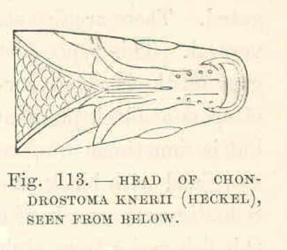 Image of Chondrostoma