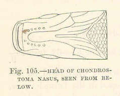 Sivun Chondrostoma kuva