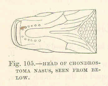 Image of Chondrostoma