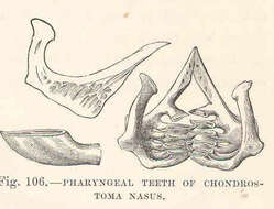 Image of Chondrostoma