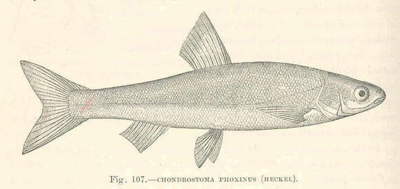 صورة Chondrostoma