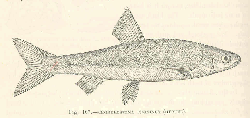 Image of Chondrostoma