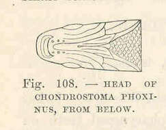 Image of Chondrostoma