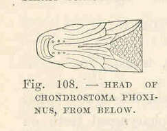 صورة Chondrostoma