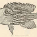 Imagem de Paraneetroplus gibbiceps (Steindachner 1864)