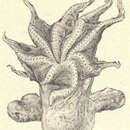 Image of Grimpoteuthis umbellata (P. Fischer 1884)