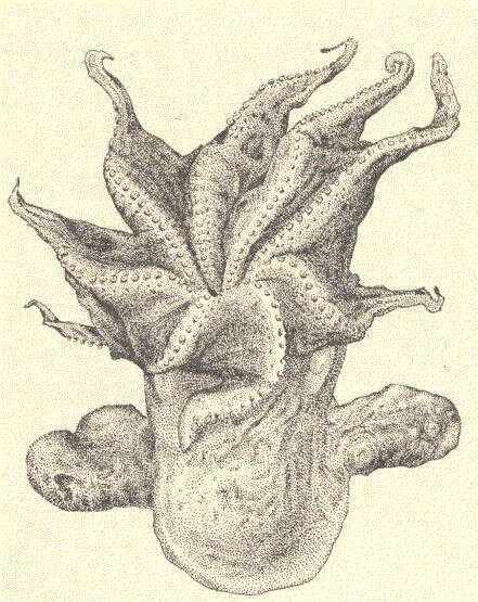 Image of Dumbo octopus