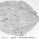 Citharichthys macrops Dresel 1885 resmi