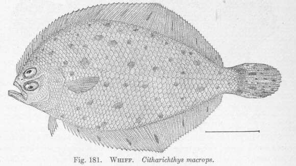 Citharichthys resmi