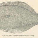 Image of Pacific sanddab