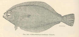 Image of Citharichthys