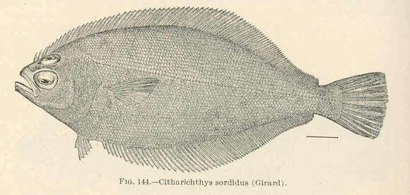 Слика од Citharichthys