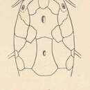 Image of Snake catfish