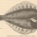 Image of Pointhead flounder