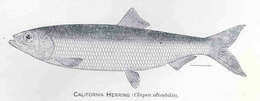 Image of Pacific herring