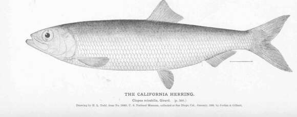 Image of Pacific herring